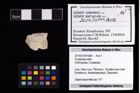 Foto (Objekt + Etikett) von Crustacea indet.  (NHMW-GEO-2014-0194-1006)